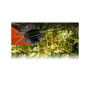 Żyłka do kosy Oregon Duoline 2,7mm x 70m 545828 - OREGON